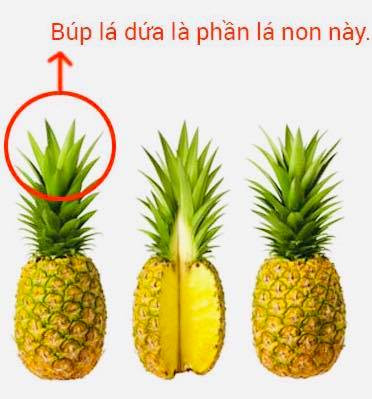 Búp dứa non