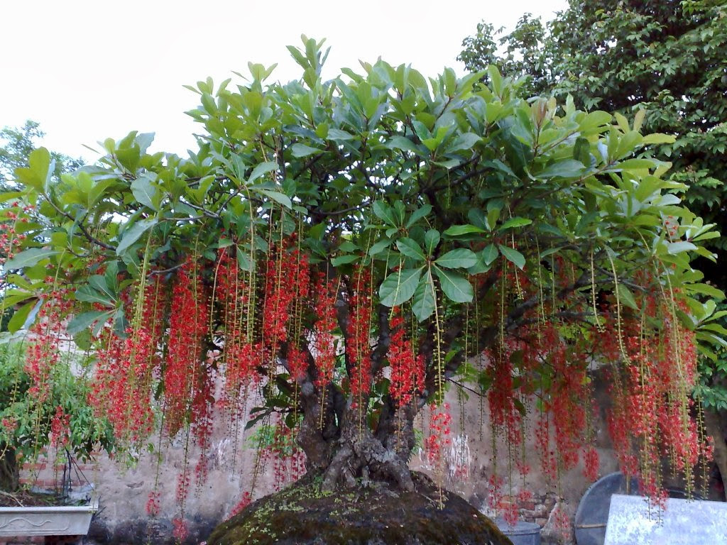 Cây phong thủy “hút tài lộc vào nhà” được chọn mua trong dịp Tết