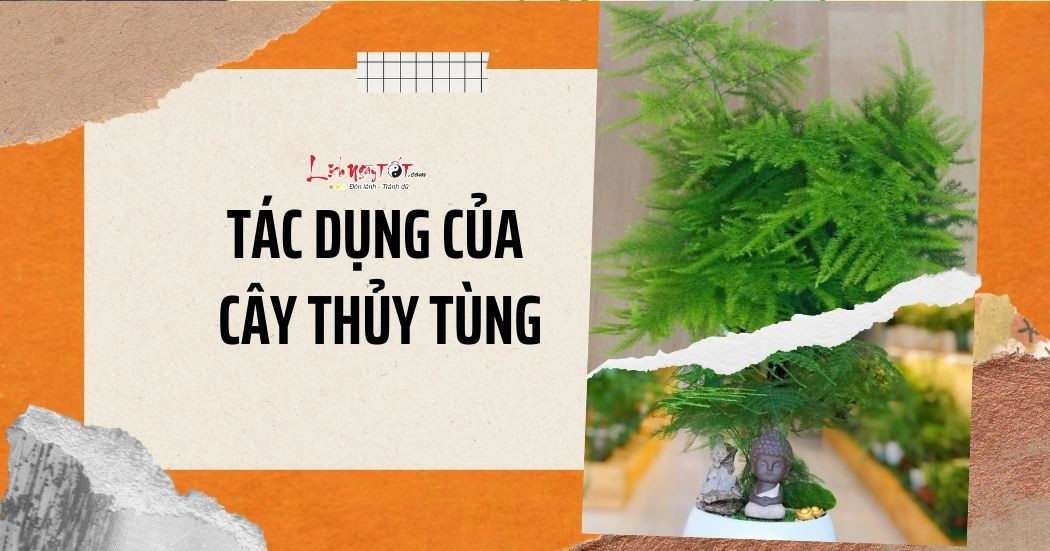 Cây thủy tùng phong thủy hấp thụ VƯỢNG KHÍ, xua đuổi năng lượng xấu