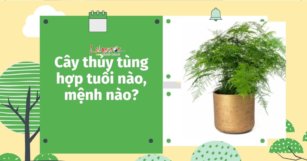 Cây thủy tùng phong thủy hấp thụ VƯỢNG KHÍ, xua đuổi năng lượng xấu