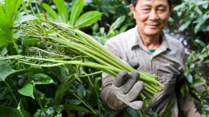 Loại rau mọc hoang thành đặc sản Đông Nam Bộ được nhiều người ưa chuộng