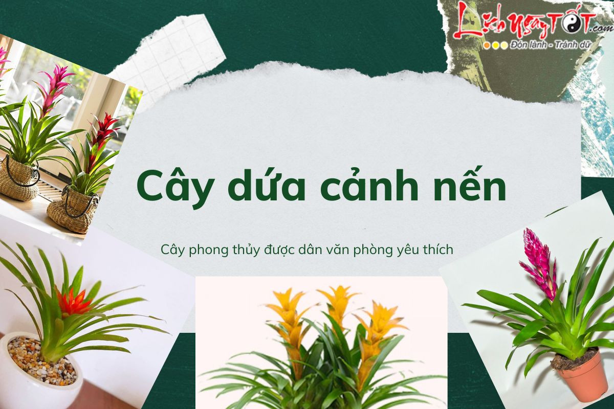 Cây dứa cảnh nến là gì? Lý do khiến dân văn phòng săn lùng cho bằng được?