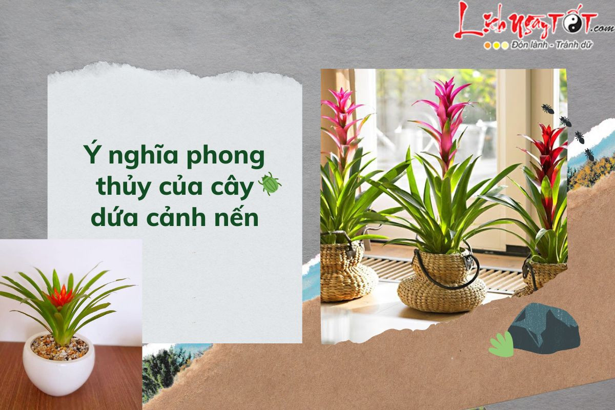 Cây dứa cảnh nến là gì? Lý do khiến dân văn phòng săn lùng cho bằng được?