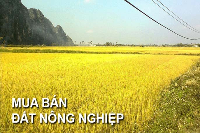 Cảnh quan đất nông nghiệp