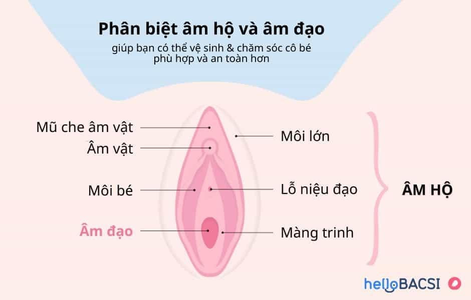 Cấu tạo âm hộ