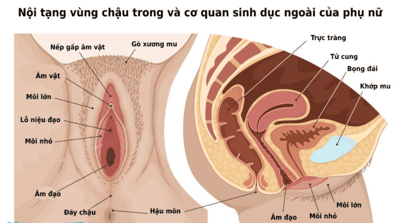 Cấu tạo bộ phận sinh dục nữ và những thông tin cần biết