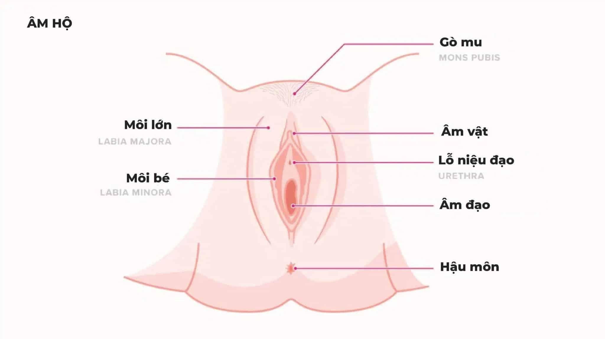 Cấu tạo cơ quan (bộ phận) sinh dục nữ