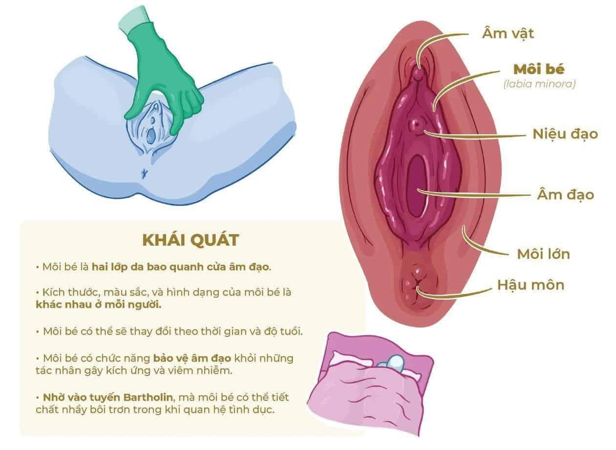 Cấu tạo Môi lớn trong bộ phận sinh dục nữ