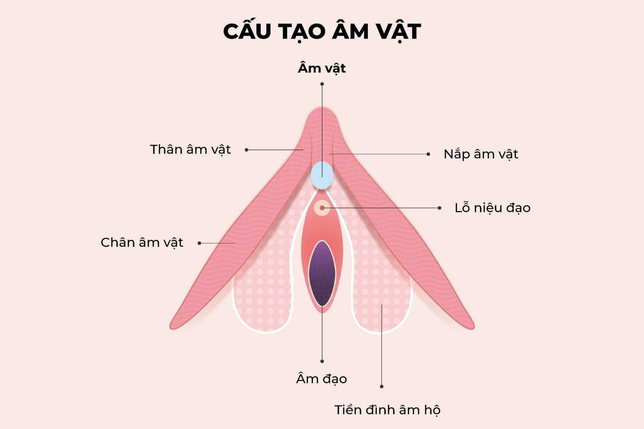 Cấu tạo và các phần của âm vật