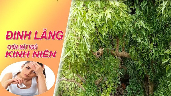 Cây đinh lăng chữa bệnh mất ngủ