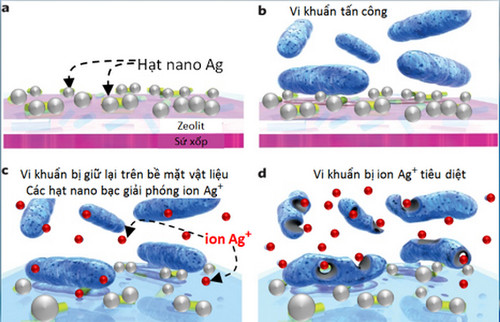 Cơ chế kháng khuẩn của Nano bạc