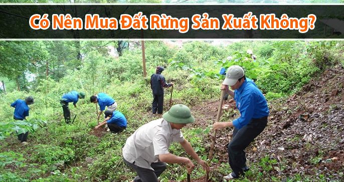 Có nên mua đất rừng sản xuất không?