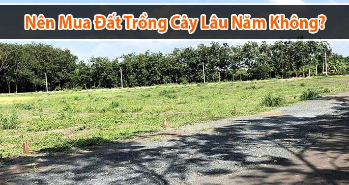 Nên Mua Đất Trồng Cây Lâu Năm Hay Không?