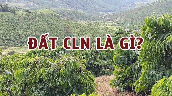 Đất CLN là gì? Thủ tục chuyển đổi từ đất CLN sang đất ở