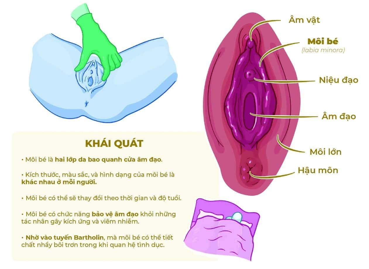 Môi bé là gì? Cấu tạo và chức năng của môi bé