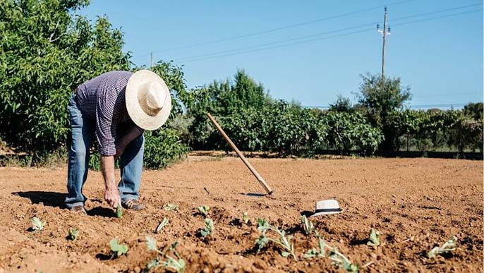 Khi mua đất trồng cây lâu năm phải lưu ý đến nhiều vấn đề khác nhau