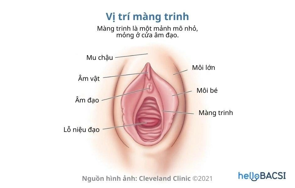 Màng trinh: Tìm hiểu vai trò, chức năng và các vấn đề liên quan