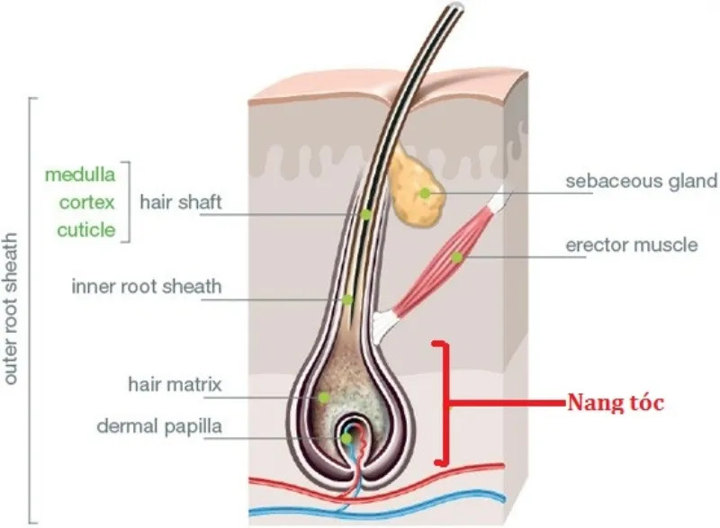 Nang tóc là gì? Nguyên nhân nang tóc bị chết và cách khắc phục hiệu quả