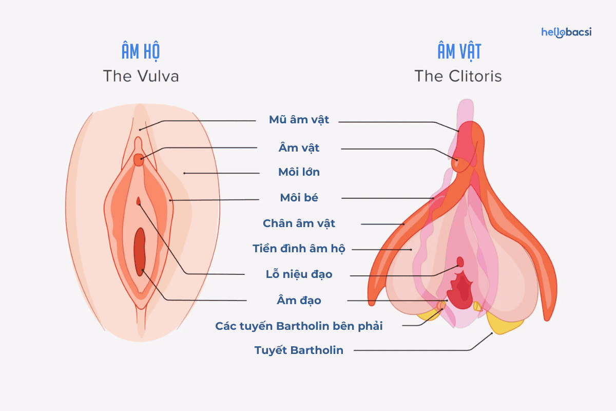 Ảnh hưởng và vai trò của âm vật đối với sức khỏe phụ nữ