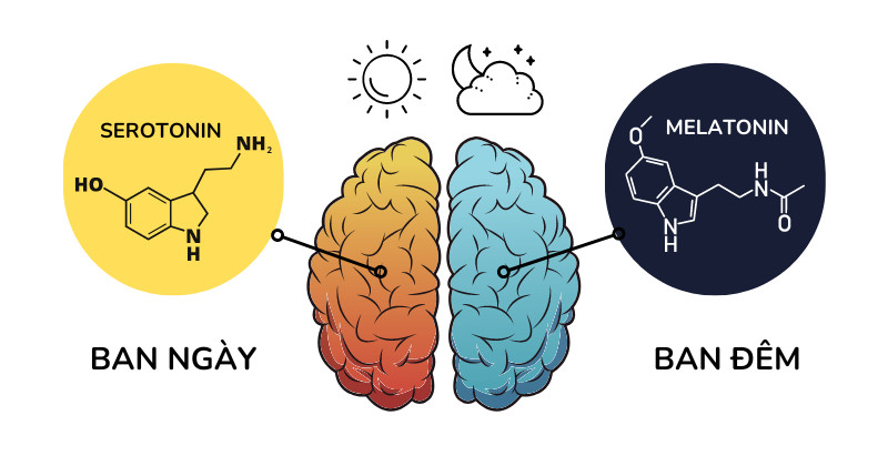 Tác động của serotonin đến sức khỏe