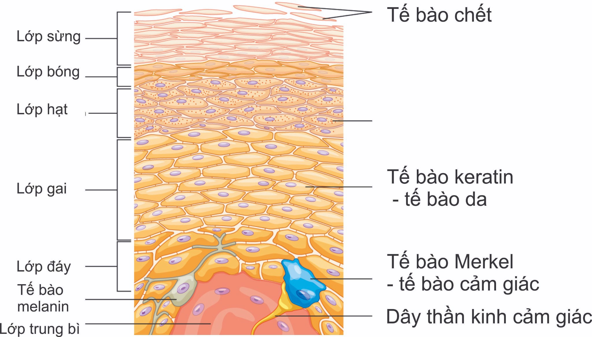 5 Cách Tẩy Tế Bào Chết Tại Nhà Giúp Da Xinh Mịn Hơn