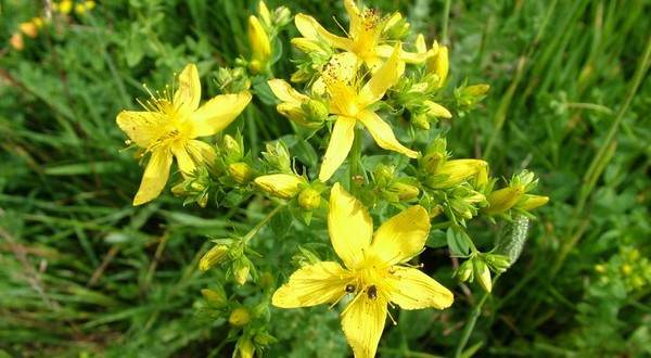 Thảo dược St. John’s Wort giúp ngủ ngon