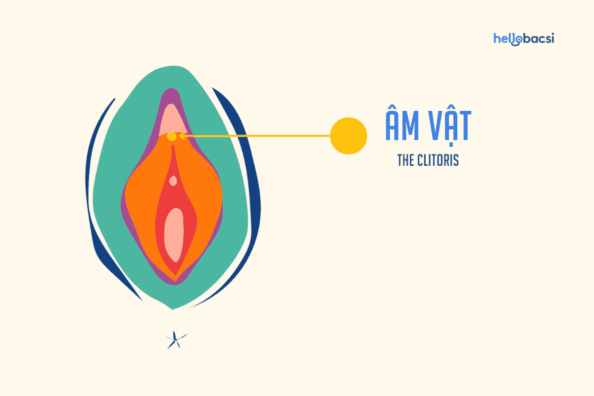 Vị trí của âm vật