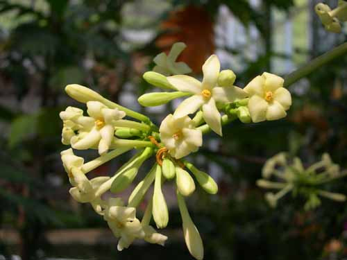 Hoa đu đủ đực