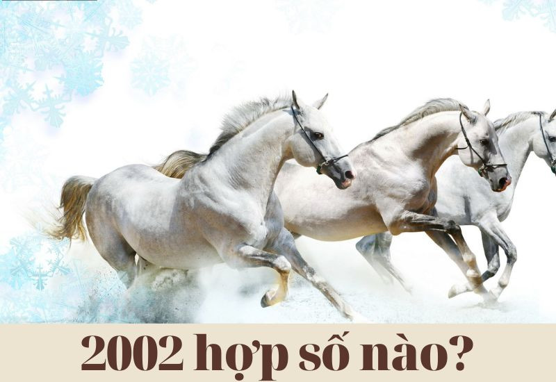 Năm 2002 hợp số nào mang lại may mắn?