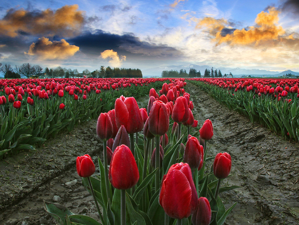 Bài học từ bong bóng hoa Tulip