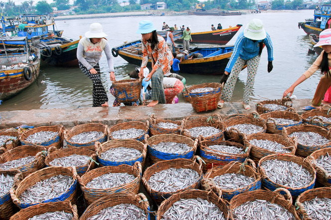 Cá cơm tươi ngon