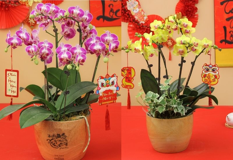 Các loại cây kiêng trồng cho mệnh Dần 1998