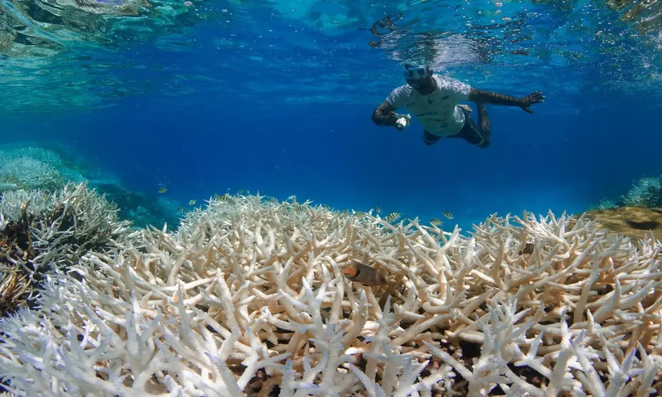 Sunscreen kills coral: How can we protect our skin?