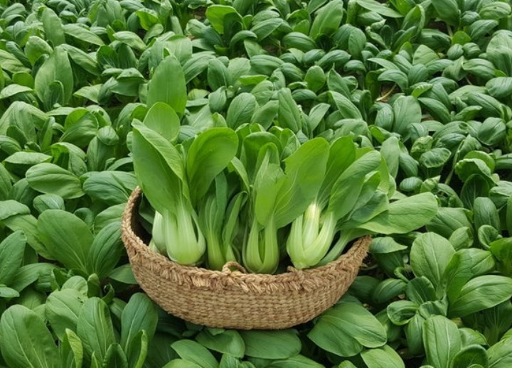 Cải chip hỗ trợ tiêu hóa tốt cho trẻ
