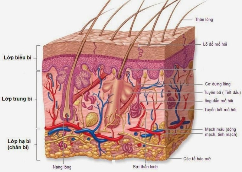Kiến thức cơ bản về chăm sóc da cho làn da khỏe mạnh và rạng rỡ