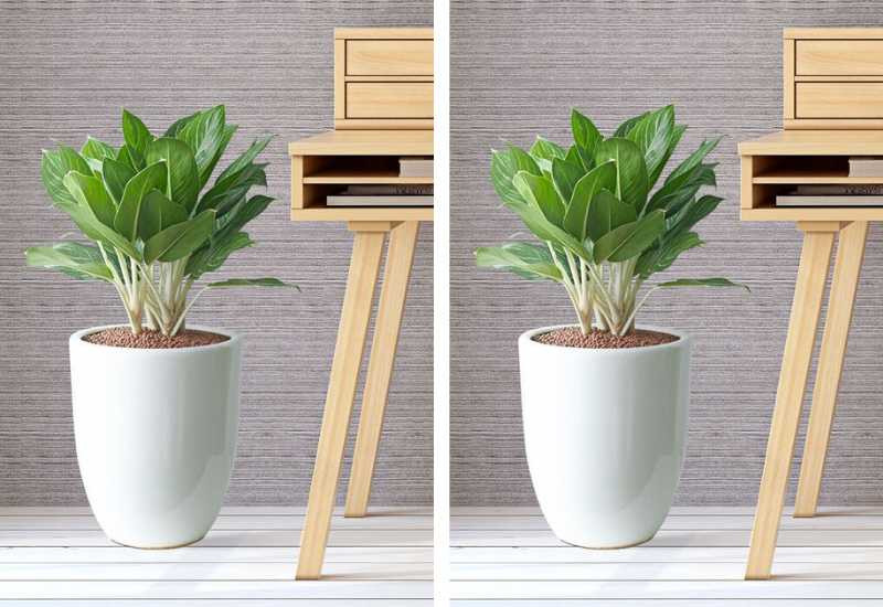 Cây Bạch Mã Hoàng Tử hợp tuổi Canh Ngọ nam mạng