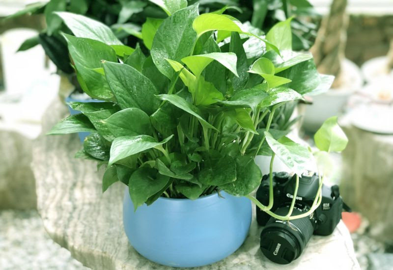 Tuổi Canh Thân 1980 và Những Loại Cây Phong Thủy Hợp Mệnh