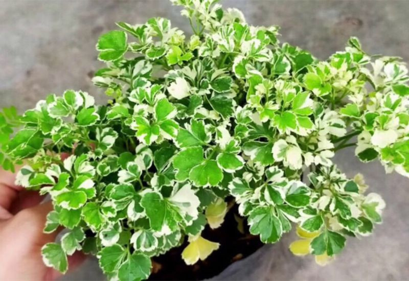 Giáp Dần 1974 hợp cây gì? Cây phong thủy dành cho bạn