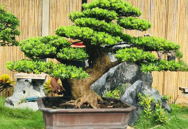 Tuổi Quý Mùi 2003 Hợp Cây Gì? Tìm Hiểu Để Mang Lại Tài Lộc