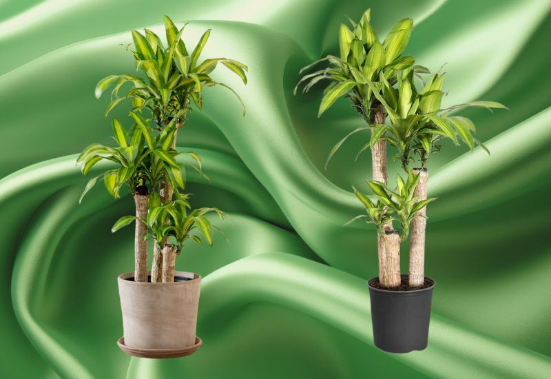Tuổi Quý Sửu 1973 hợp cây gì để gia tăng vận khí?