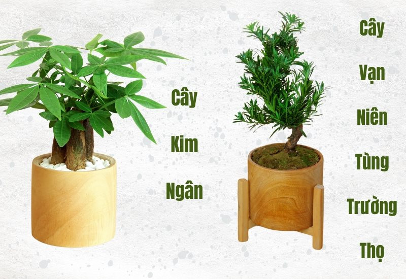 Cây Kim Ngân cho nam tuổi Kỷ Tỵ 1989