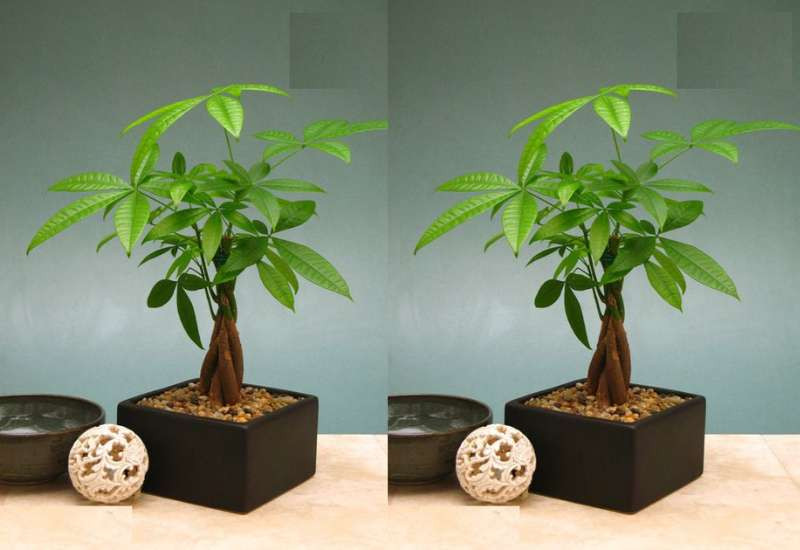 Tuổi Mậu Thìn 1988 hợp cây gì để thu hút tài lộc và may mắn?