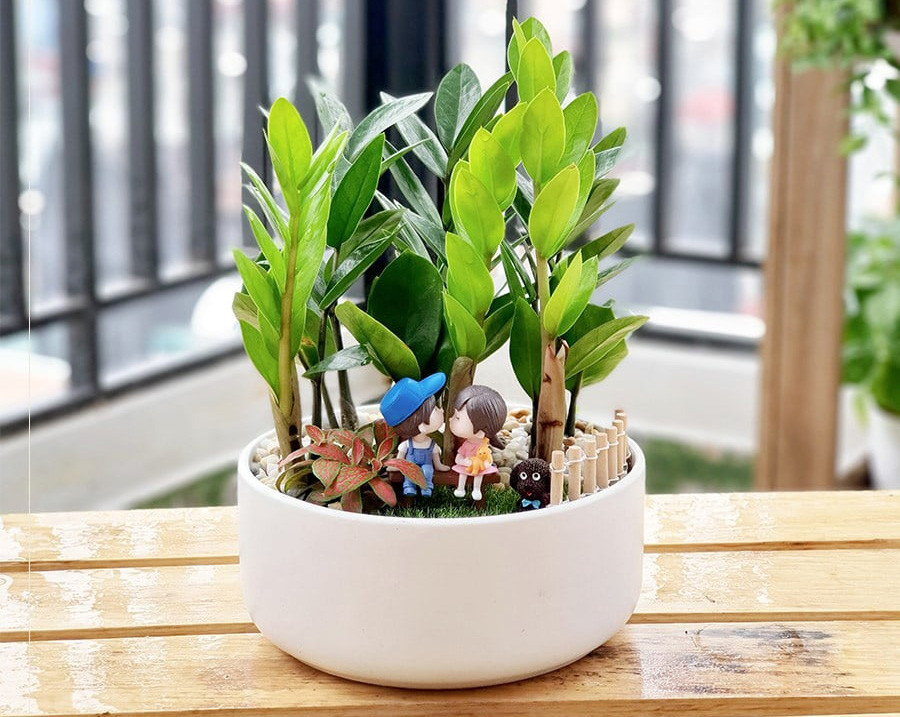 Cây kim tiền có độc