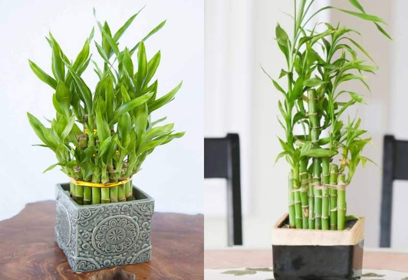 Tuổi Bính Dần 1986 Hợp Cây Gì? Tìm Hiểu Các Loại Cây Phong Thủy Ý Nghĩa