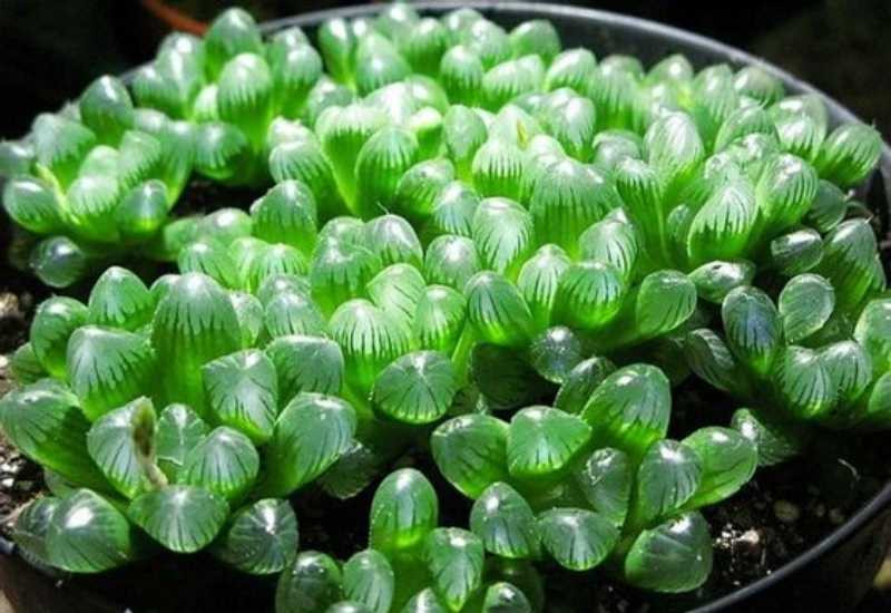 Tuổi Canh Ngọ 1990 Hợp Cây Gì? Chọn Cây Phong Thủy Thu Hút Tài Lộc Và May Mắn