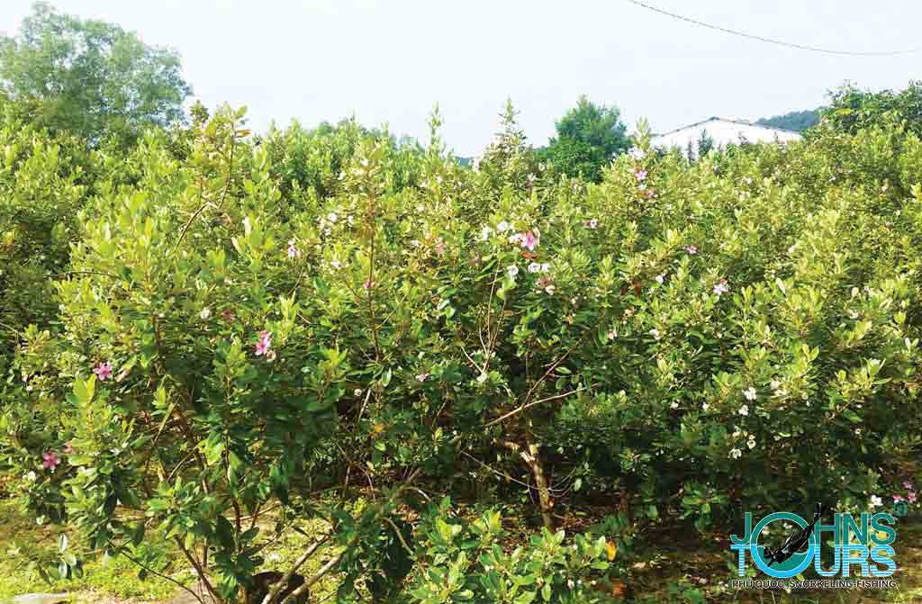 Cây sim rừng Phú Quốc.
