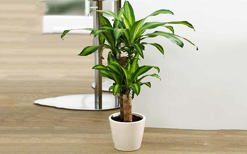 Cây thiết mộc lan có độc