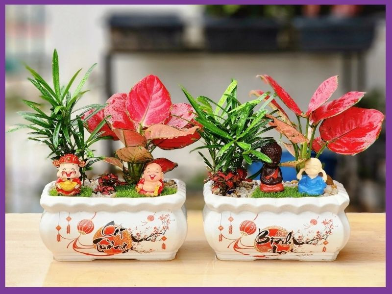 cây trang trí để bàn tặng đồng nghiệp