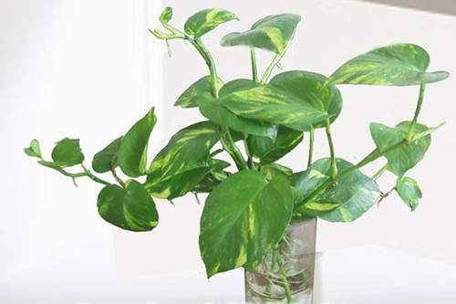 Cây trầu bà có độc