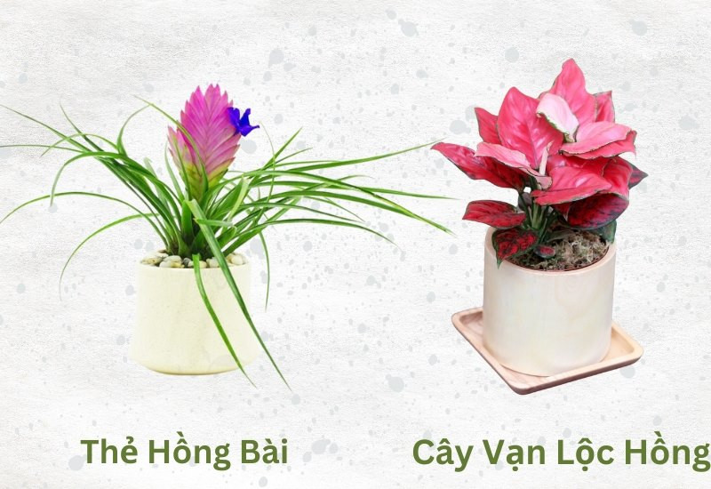 Cây Trầu Bà phù hợp cho người tuổi Ất Hợi